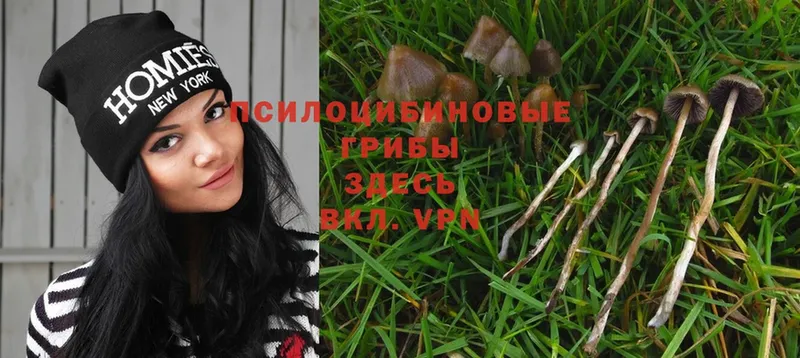 мега tor  мориарти какой сайт  Краснокаменск  Псилоцибиновые грибы Psilocybe  купить наркотик 